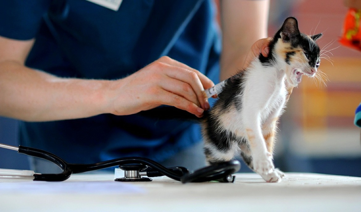 Bandwurm bei Katzen: Symptome und Behandlung